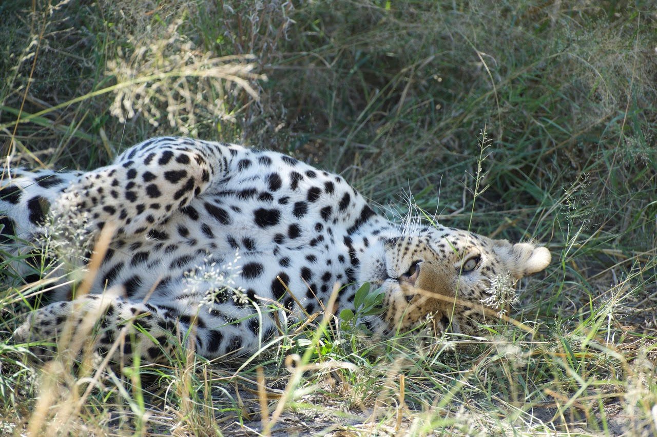 Safari mobile au Botswana&nbsp;: départ matinal depuis le camp avec le véhicule d’expédition