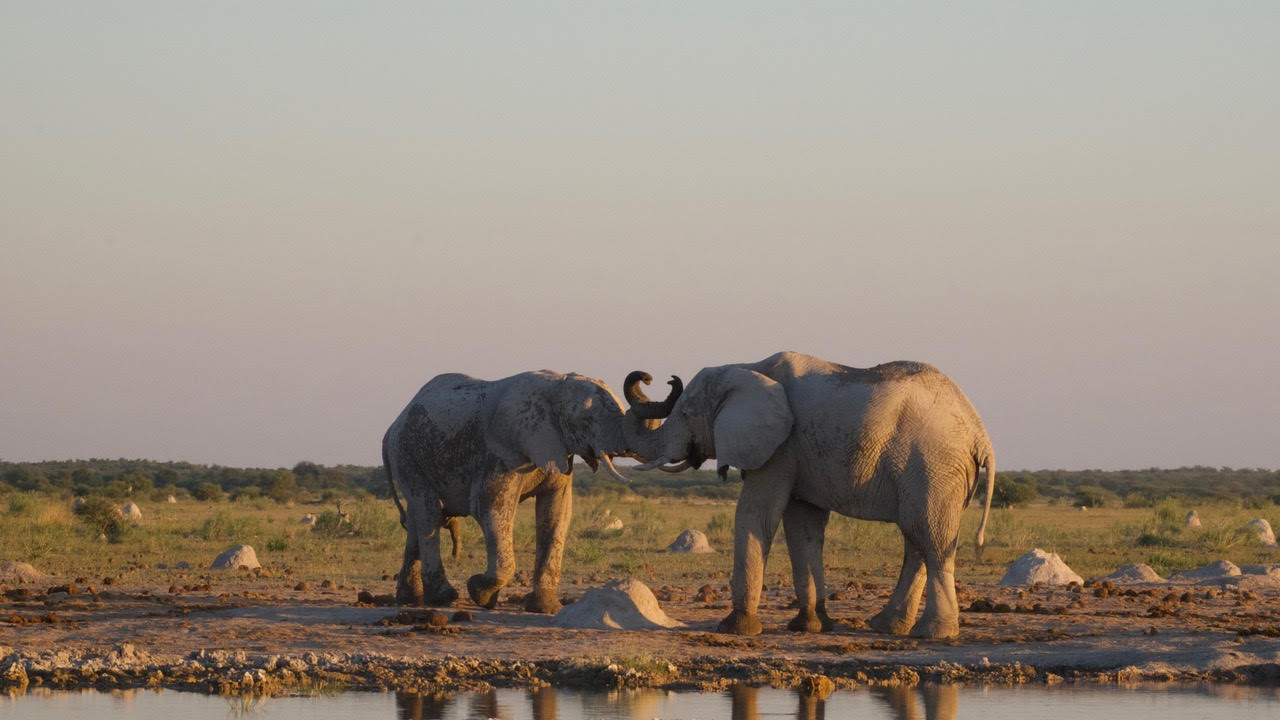 Observation de la faune au bord de l’eau sur le fleuve Chobe en fin de journée