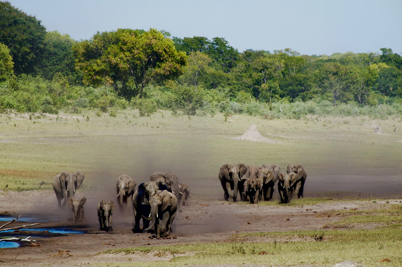 Harde d’éléphants au point d’eau — safari au Botswana