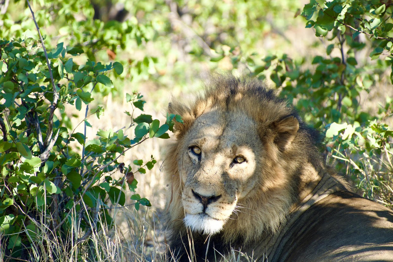 Lion en observation — safari au Botswana