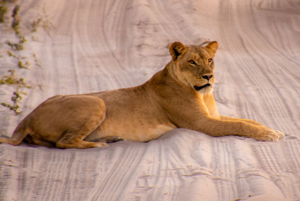 Chobe — safari sur mesure
