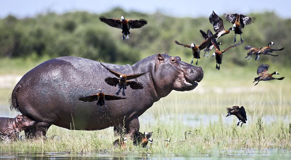 Jour 2 — Safari Botswana & Zambie — camping confort