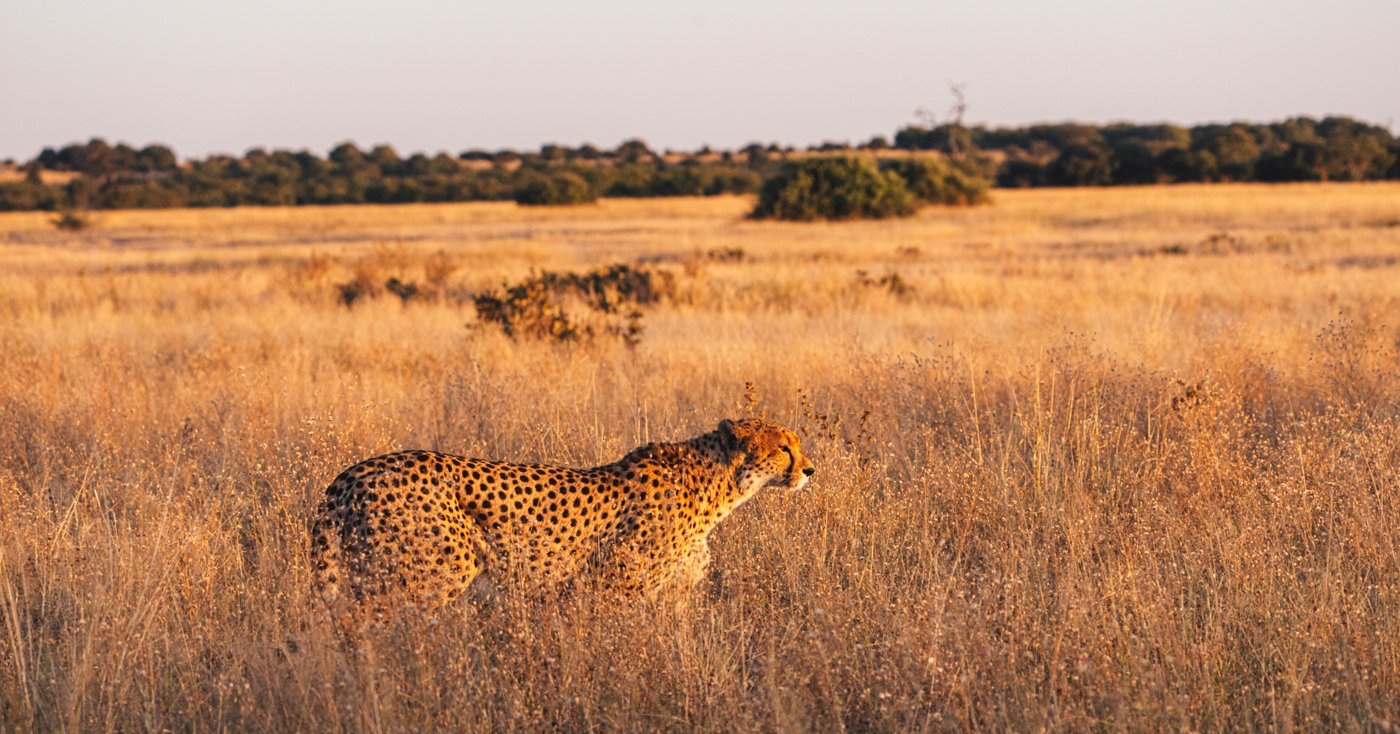 Jour 5 — Safari Botswana & Zambie — camping confort