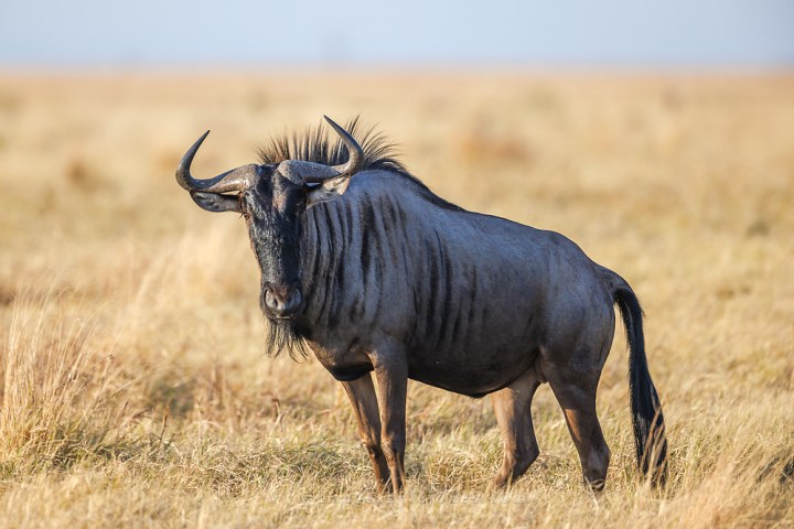 Jour 5 — Safari Botswana & Zambie — camping confort