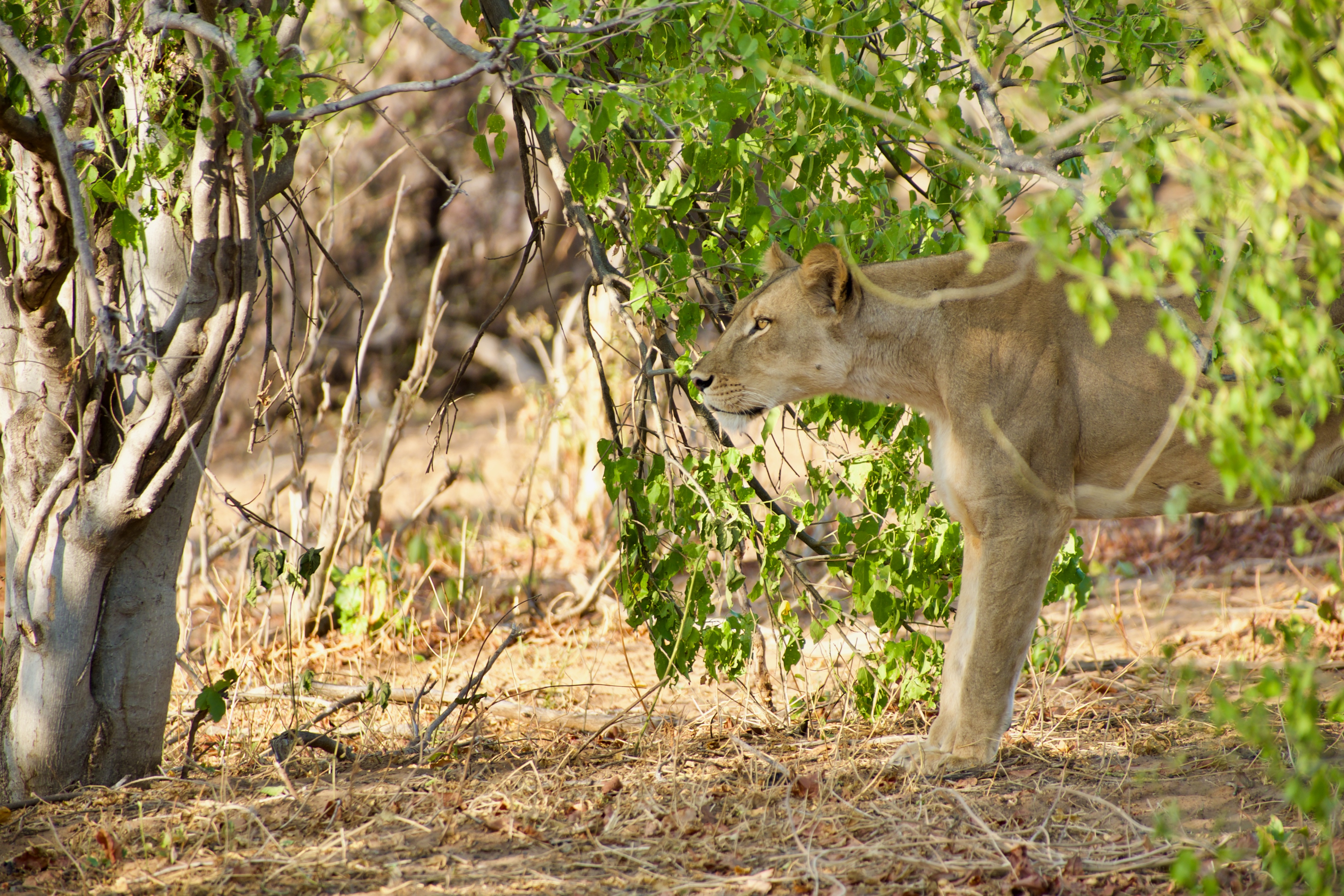 Jour 7 — Safari Botswana & Zambie — camping confort