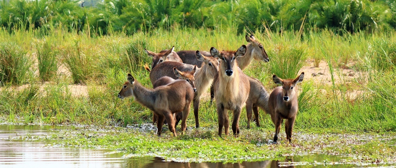 Jour 2 — Safari Botswana & Zambie — camping standard
