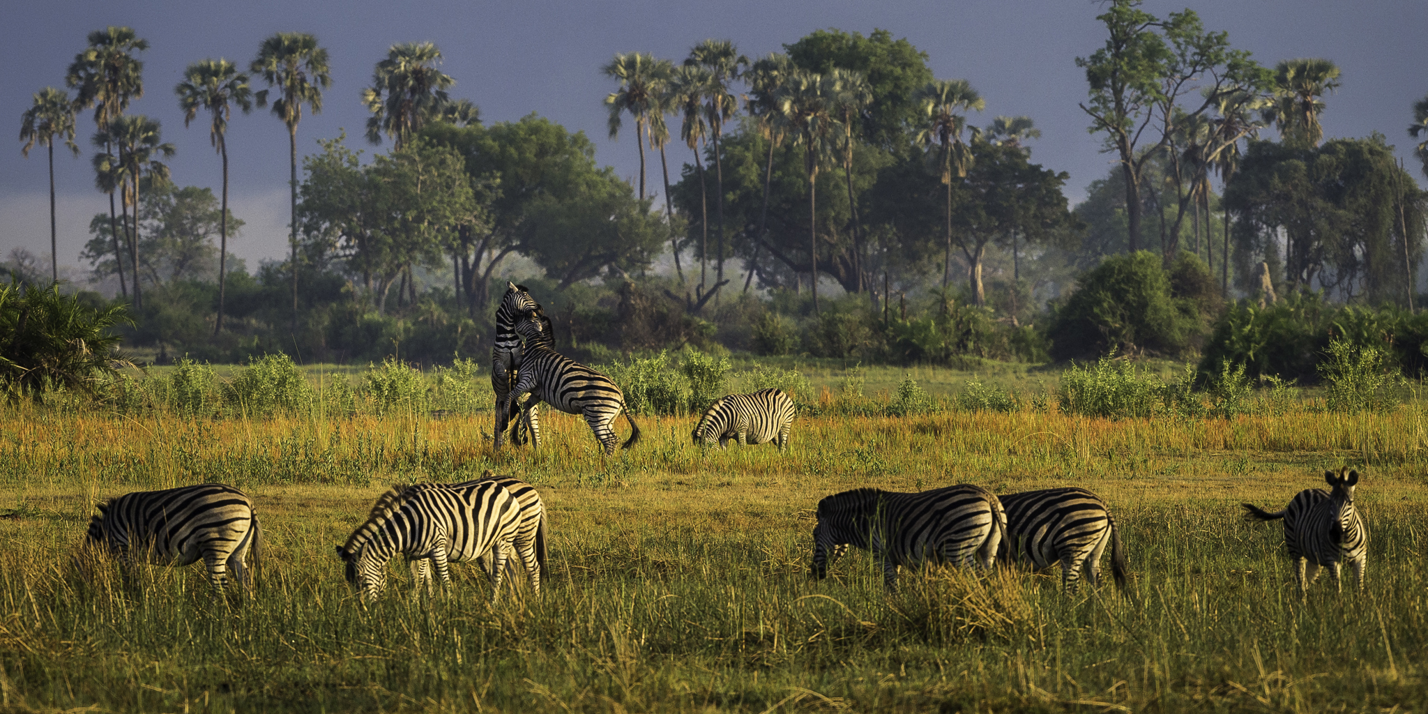 Jour 4 — Safari Botswana & Zambie — camping standard