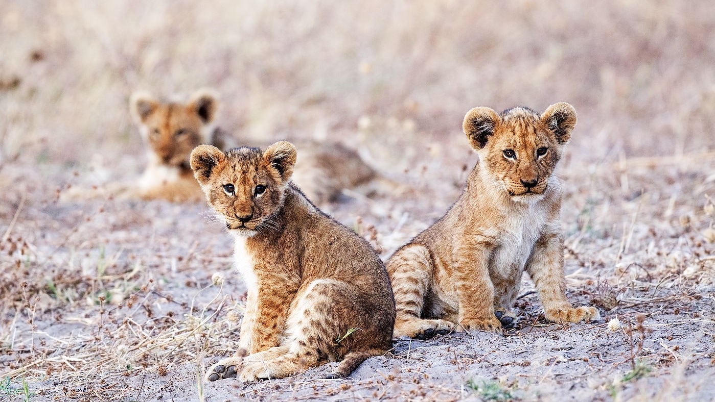 Jour 4 — Safari Botswana & Zambie — camping standard