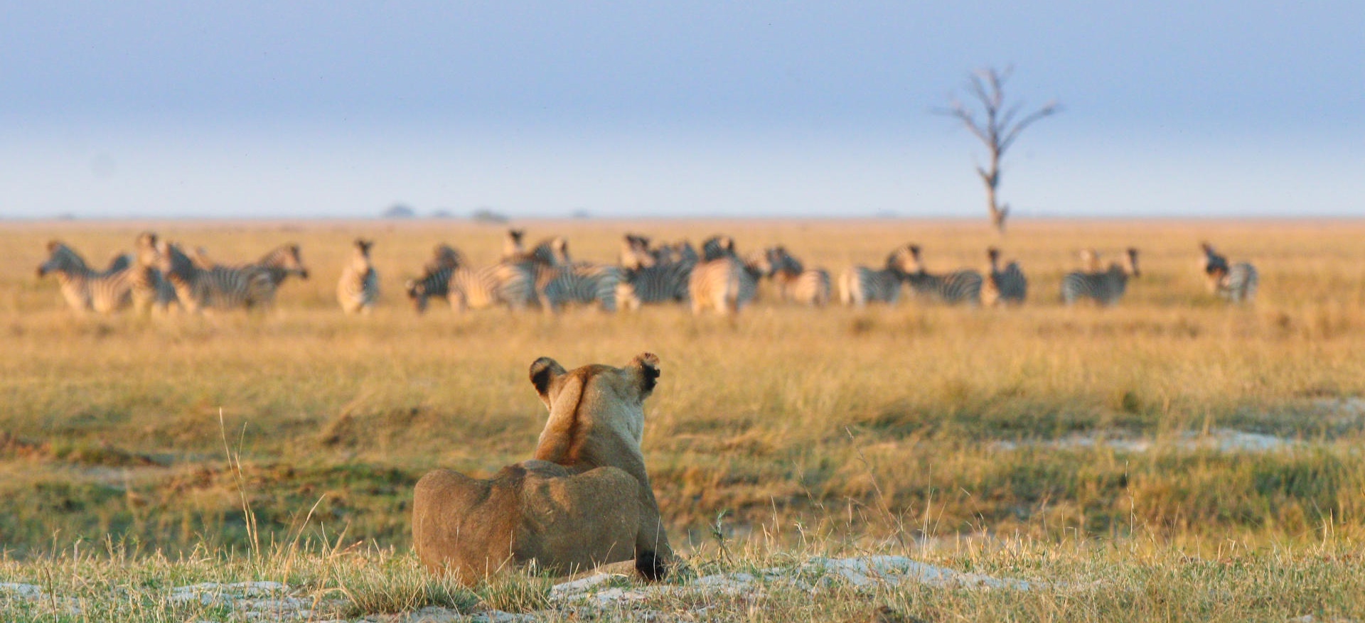 Jour 6 — Safari Botswana & Zambie — camping standard