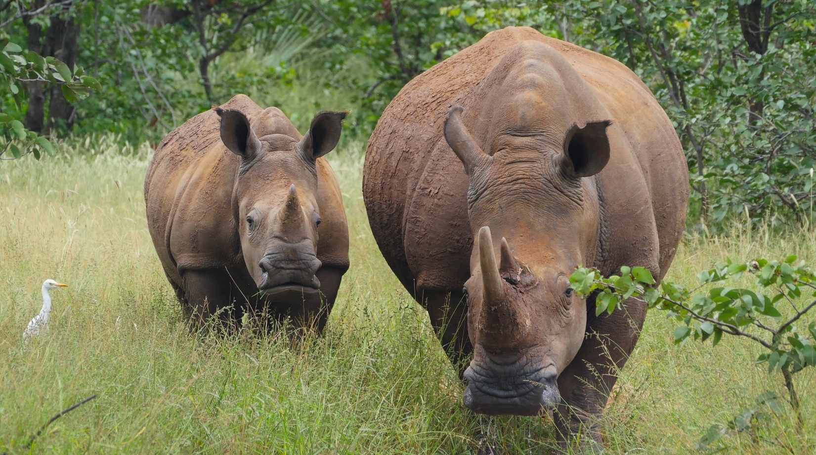 Jour 8 — Safari Botswana & Zambie — camping standard