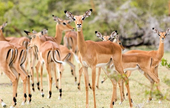 Jour 8 — Safari Botswana & Zambie — camping standard