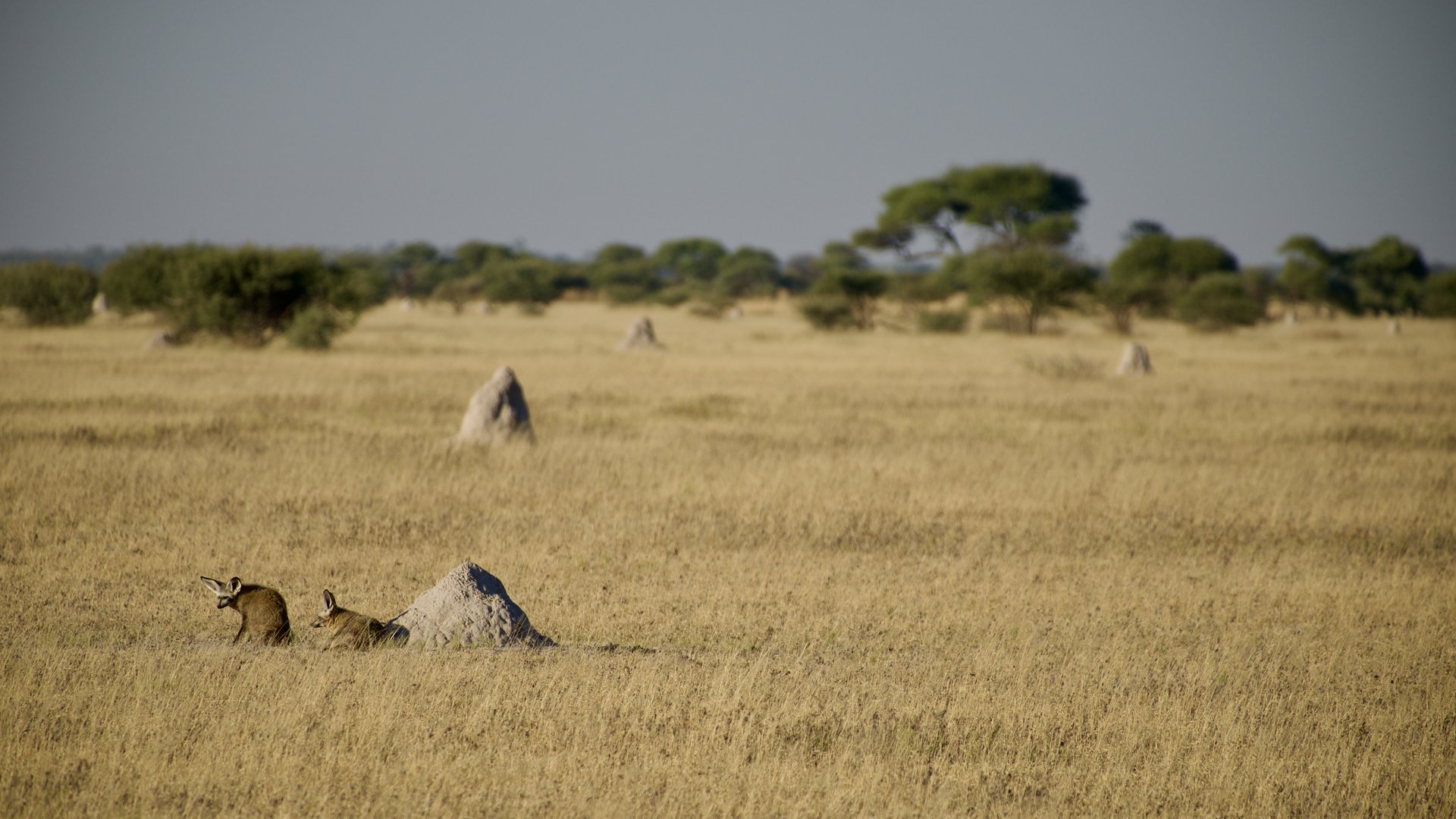 Safari camping confort — photo terrain (DSCF5445)