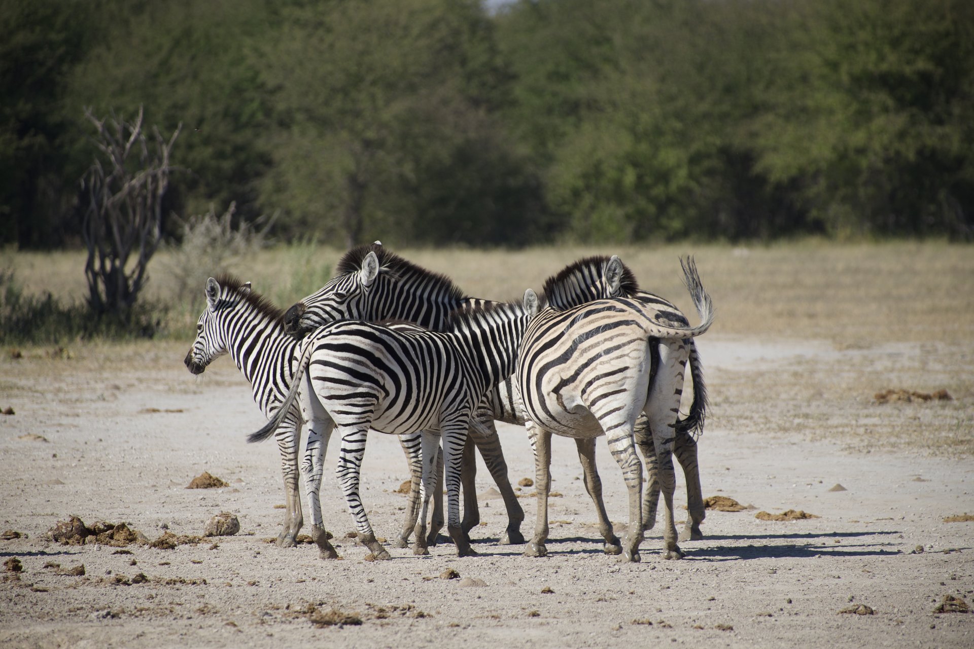 Safari camping confort — photo terrain (DSCF5472)