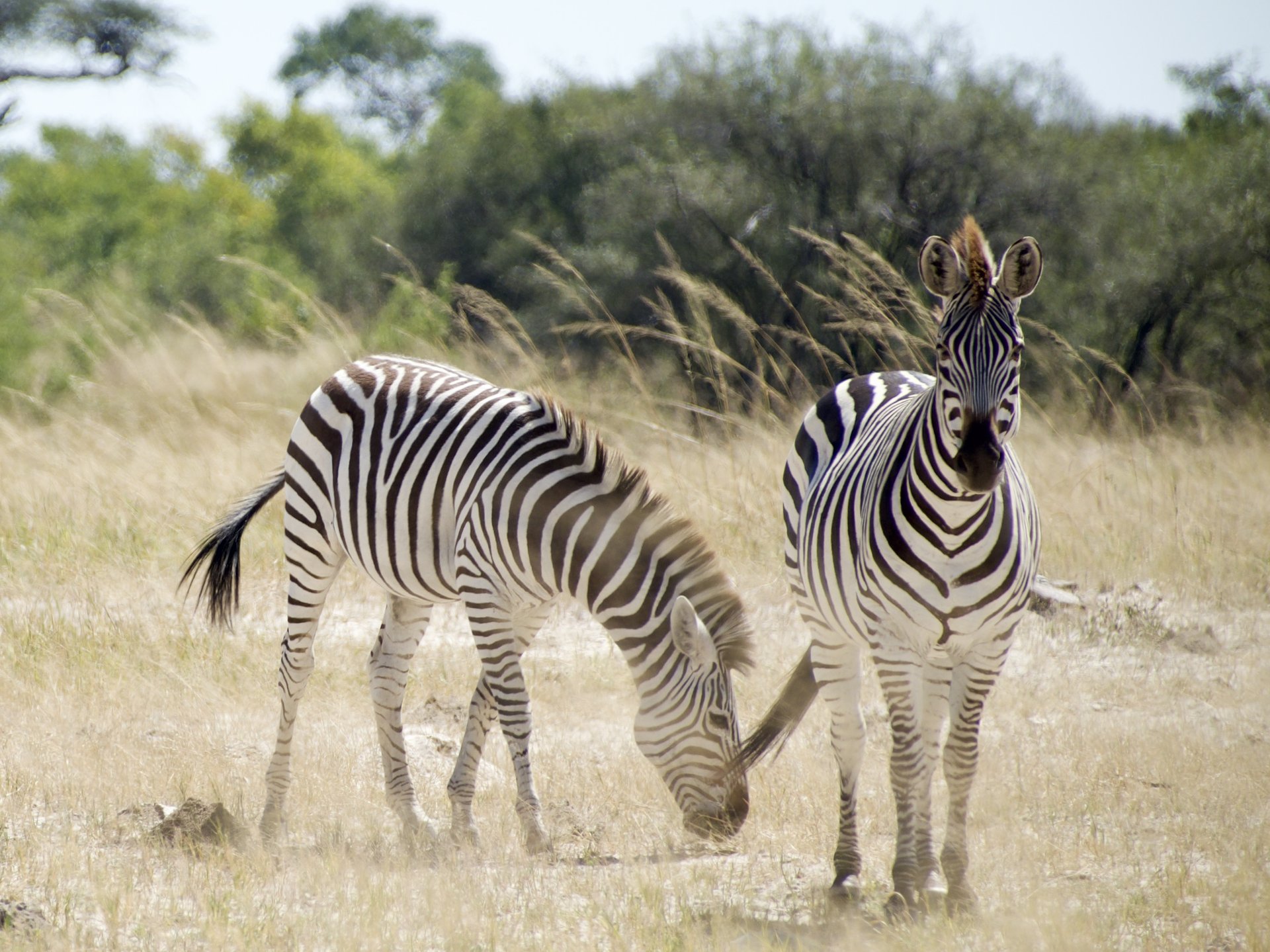 Safari camping confort — photo terrain (DSCF5801)