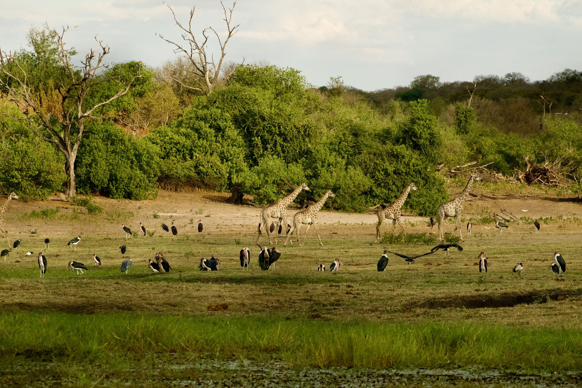 Safari camping confort — photo terrain (J7)