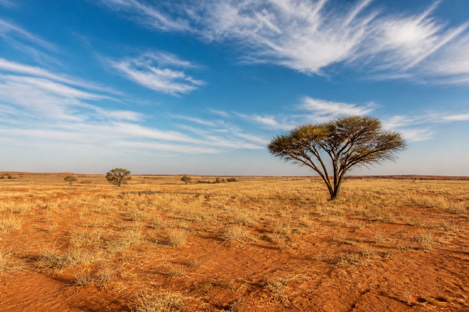 Réserve du Kalahari central