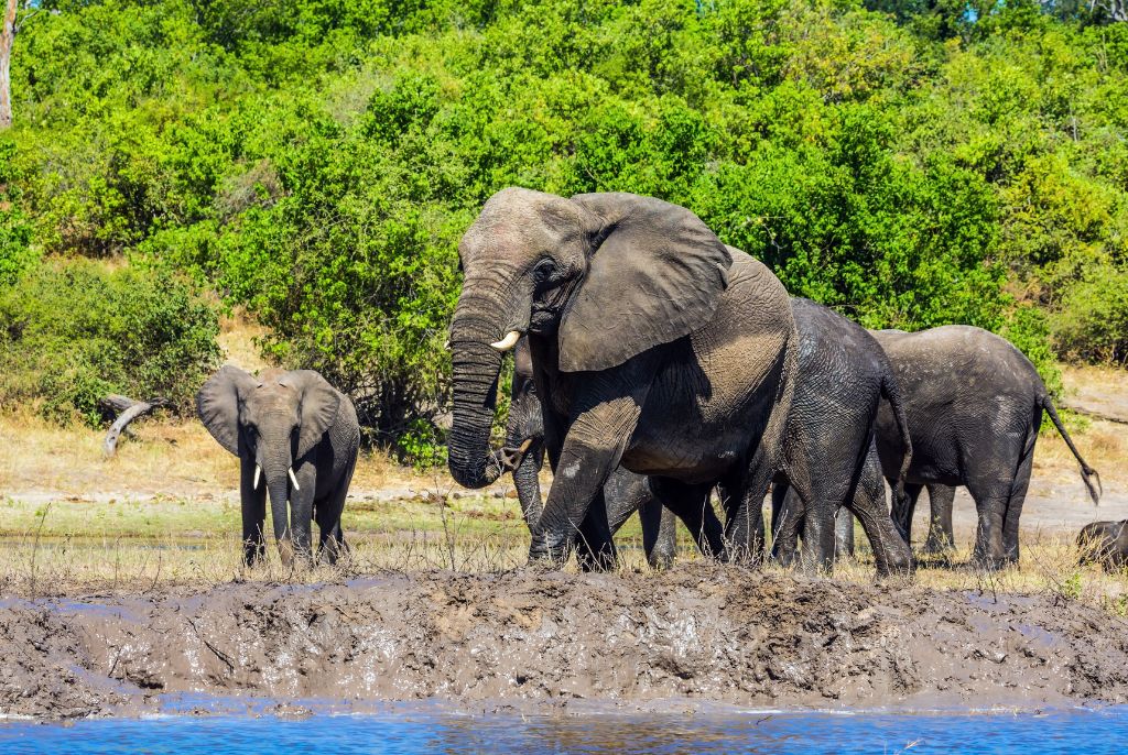 Réserve et parc national de Chobe