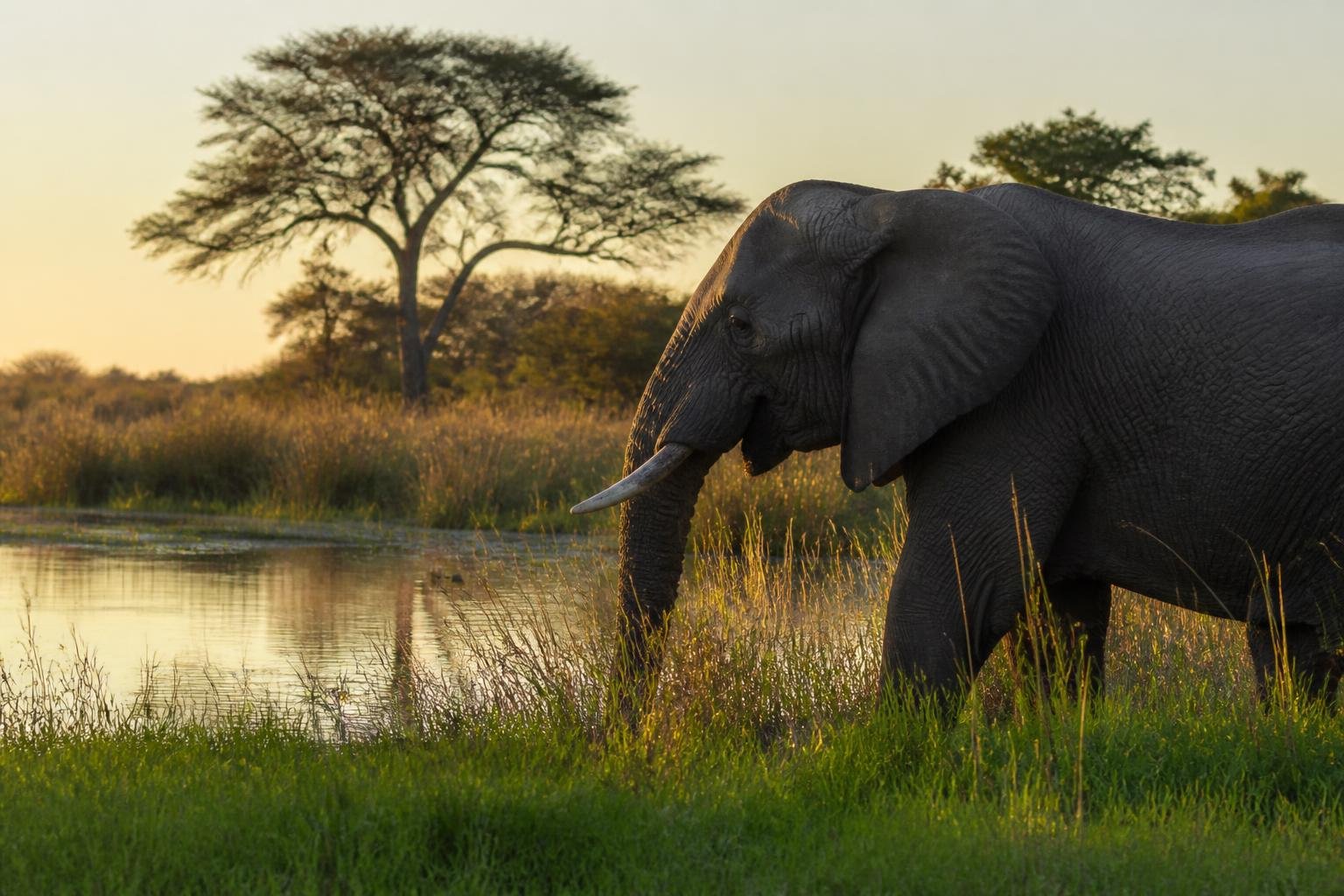Réserve de Moremi — parc ou destination au Botswana
