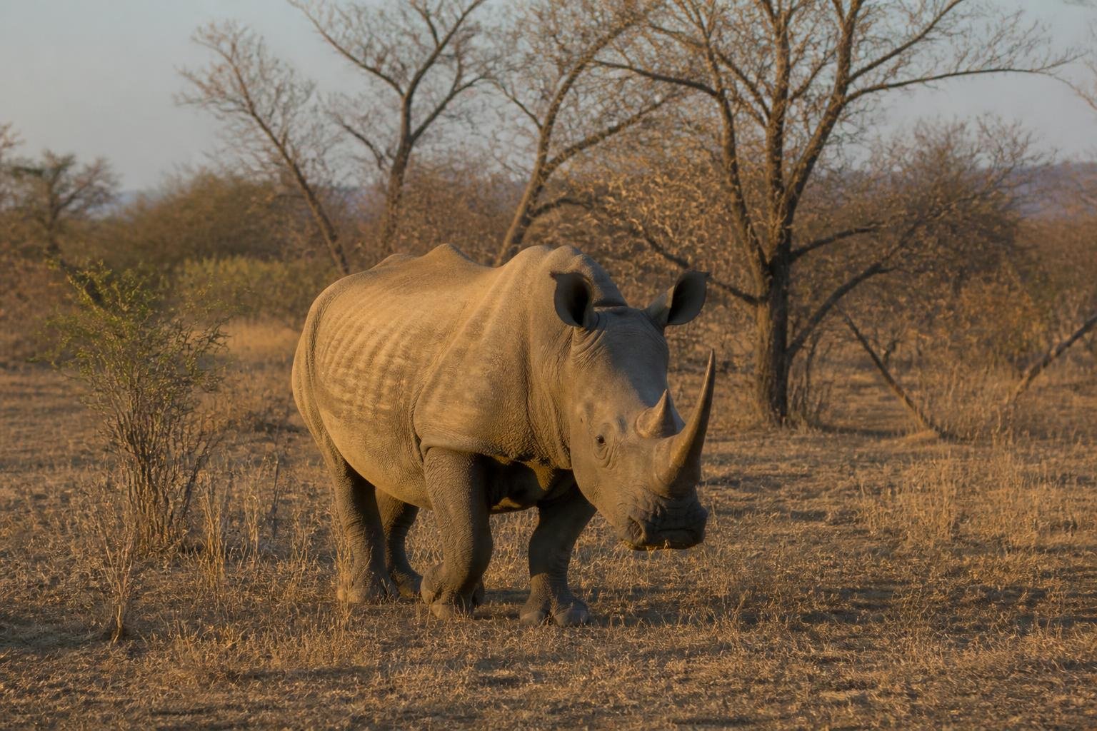 Khama Rhino Sanctuary — parc ou destination au Botswana