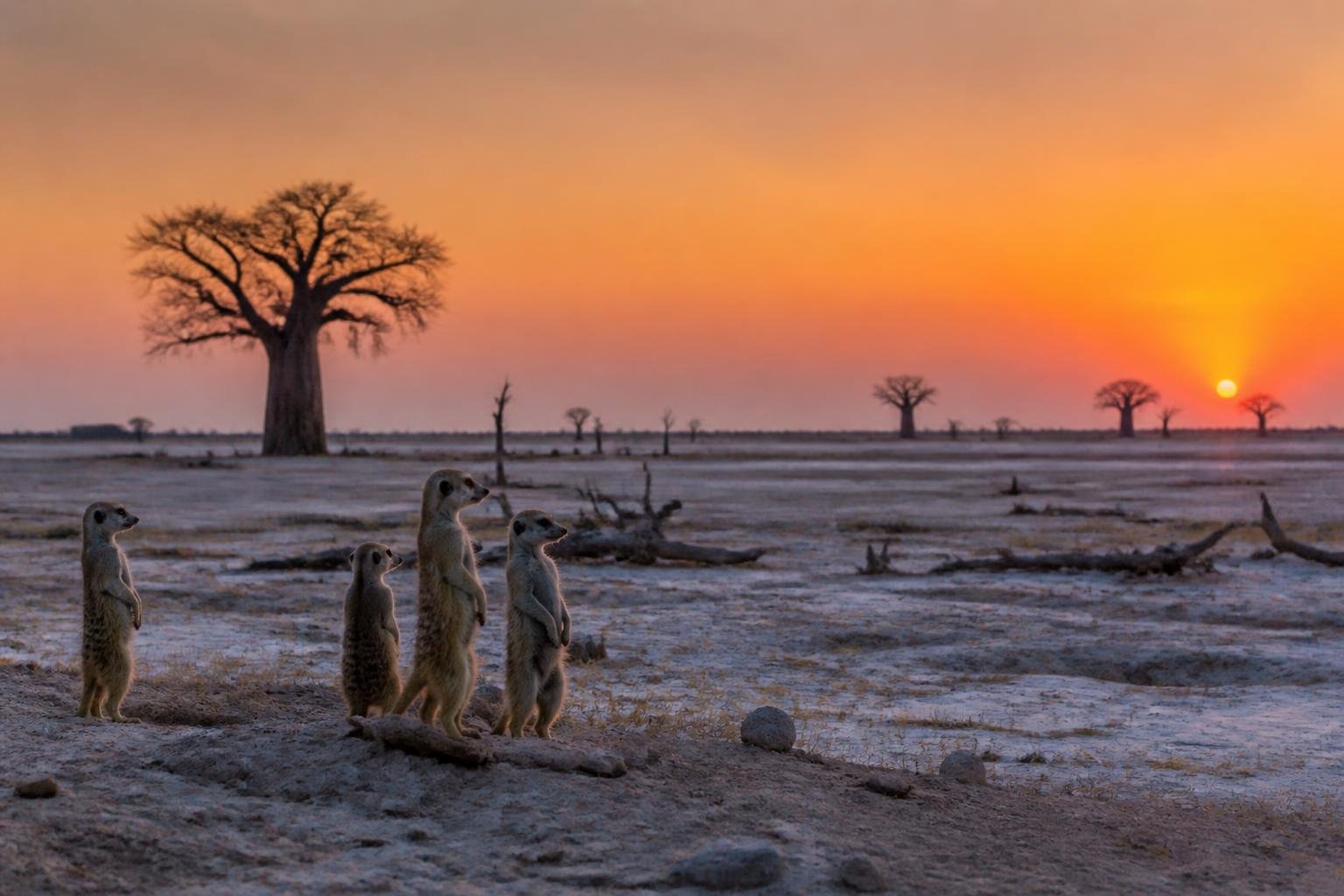 Paysage des pans salés de Makgadikgadi avec baobabs et ciel étoilé au Botswana